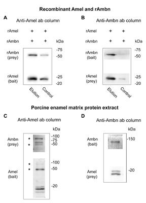 Co-Immunoprecipitation Reveals Interactions Between Amelogenin and Ameloblastin via Their Self-Assembly Domains